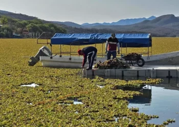 Ciudadanos, autoridades y diversos sectores sociales participan en jornadas de tequio para retirar lirio acuático de la presa de Yosocuta.
