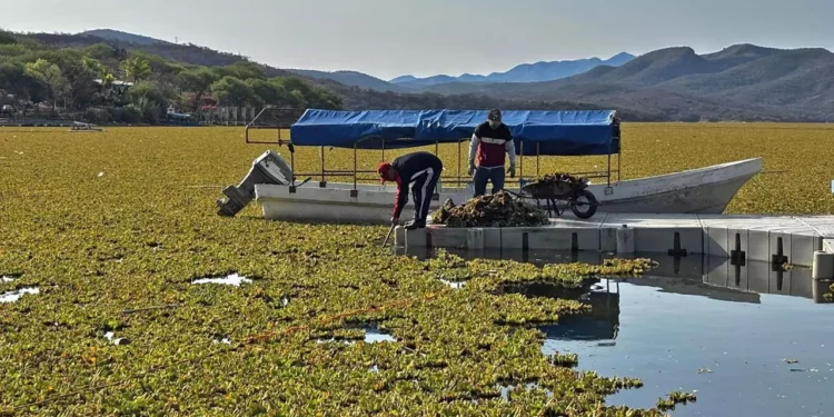 Ciudadanos, autoridades y diversos sectores sociales participan en jornadas de tequio para retirar lirio acuático de la presa de Yosocuta.