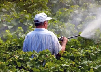 Foto: archivo - ilustrativa // Alertan por entrega del gobierno de Oaxaca de pesticida prohibido.