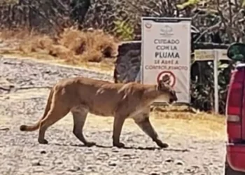 Autoridades municipales realizaron recorridos y sobrevuelos con dron en el cerro Yucunitzá tras el reporte de un felino de gran tamaño.