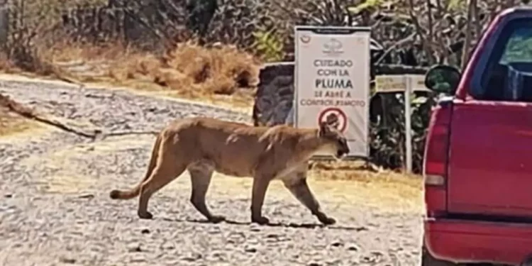 Autoridades municipales realizaron recorridos y sobrevuelos con dron en el cerro Yucunitzá tras el reporte de un felino de gran tamaño.