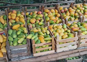 Desestiman freno a exportación de mango