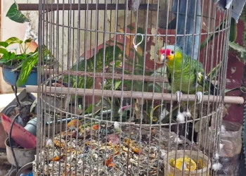 Especies resguardadas en diversos operativos realizados por Profepa.