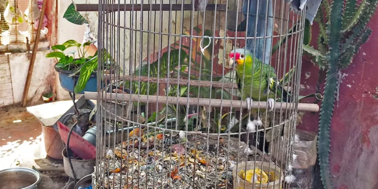 Especies resguardadas en diversos operativos realizados por Profepa.