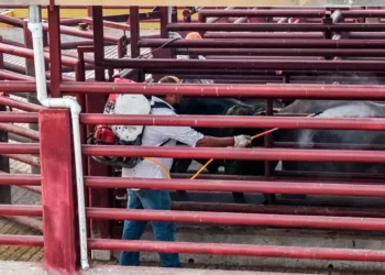 Foto: Senasica // Fumigación en el ganado para eliminar al gusano barrenador.