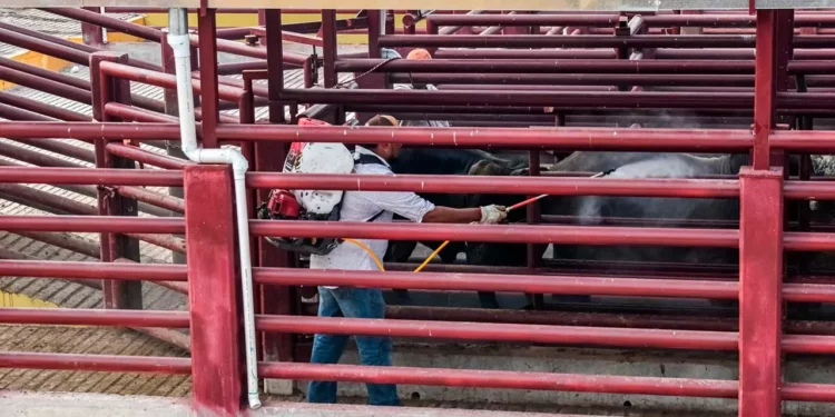 Foto: Senasica // Fumigación en el ganado para eliminar al gusano barrenador.