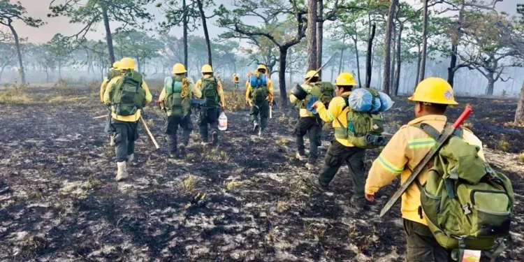 Foto: Coesfo // Funcionarios de Oaxaca persisten en la ineficacia en combate a incendios.