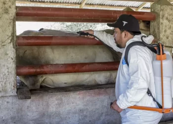 Foto: Gobierno de México // Incapacidad oficial para contener contagios de gusano barrenador.