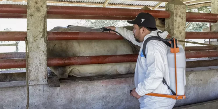 Foto: Gobierno de México // Incapacidad oficial para contener contagios de gusano barrenador.