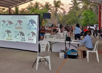 Foto: Conanp // La Conanp y la comunidad de San Pedro Huamelula protegen especies en peligro, como la tortuga.