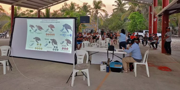 Foto: Conanp // La Conanp y la comunidad de San Pedro Huamelula protegen especies en peligro, como la tortuga.