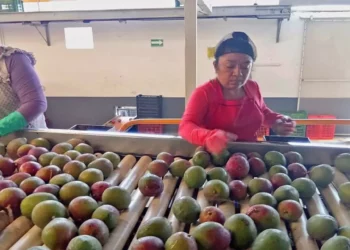 Foto: TecNM Tlaxiaco // Larvas de la mosca de la fruta han impedido exportar al menos 36.24 toneladas de mango.