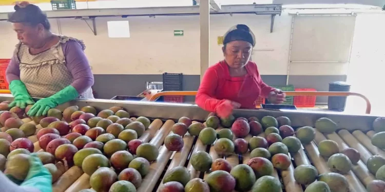 Foto: TecNM Tlaxiaco // Larvas de la mosca de la fruta han impedido exportar al menos 36.24 toneladas de mango.