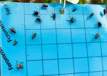 Foto: Senasica // Moscas estériles, la estrategia para frenar al barrenador.