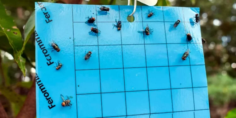 Foto: Senasica // Moscas estériles, la estrategia para frenar al barrenador.