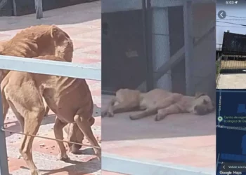 ¡En los huesos y a la vista de todos! Denuncian crueldad extrema contra cuatro perros en Oaxaca