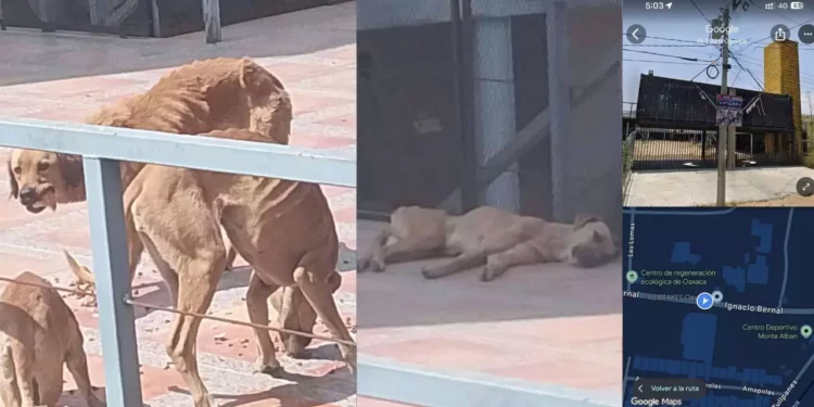 ¡En los huesos y a la vista de todos! Denuncian crueldad extrema contra cuatro perros en Oaxaca