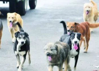 ¿Multas más caras por pasear a tu perro sin correa? Esto propone el Congreso de la CDMX