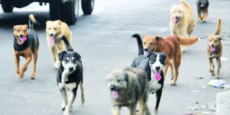 ¿Multas más caras por pasear a tu perro sin correa? Esto propone el Congreso de la CDMX