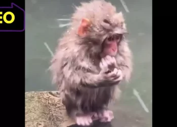 VIDEO | Punch está triste: el pequeño primate perdió a su inseparable peluche