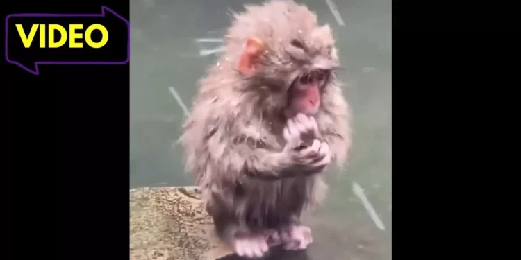 VIDEO | Punch está triste: el pequeño primate perdió a su inseparable peluche