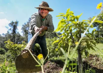 ¿Cuándo cobrarán los sembradores de vida? 6 mil 450 pesos para trabajadores del campo