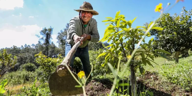 ¿Cuándo cobrarán los sembradores de vida? 6 mil 450 pesos para trabajadores del campo