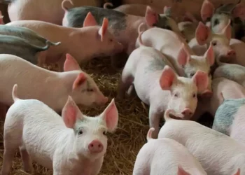 Los animales del sector suino acumula 236 casos y los caninos con 212.