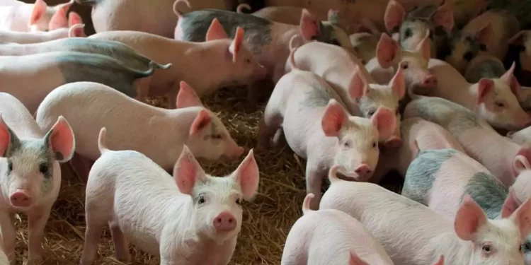 Los animales del sector suino acumula 236 casos y los caninos con 212.