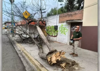 Foto: cortesía // Vientos "atípicos" afectan a la zona metropolitana de Oaxaca; árboles caen en la capital y en Santa Lucía del Camino.
