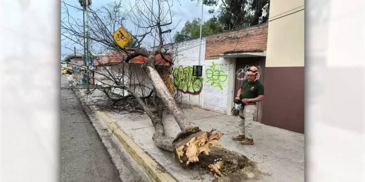 Foto: cortesía // Vientos "atípicos" afectan a la zona metropolitana de Oaxaca; árboles caen en la capital y en Santa Lucía del Camino.
