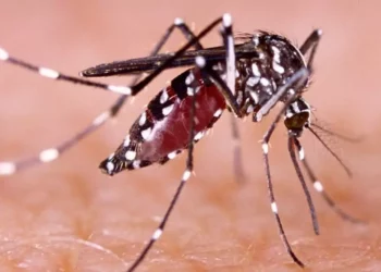 Casos de dengue aumentan a 796 en México; Sonora encabeza la lista