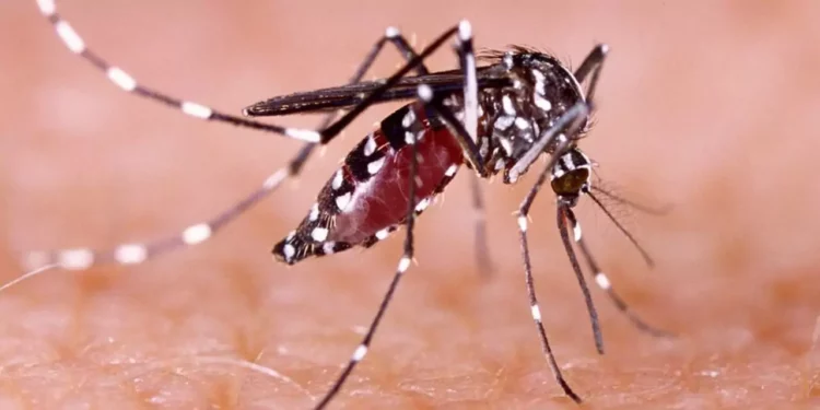 Casos de dengue aumentan a 796 en México; Sonora encabeza la lista