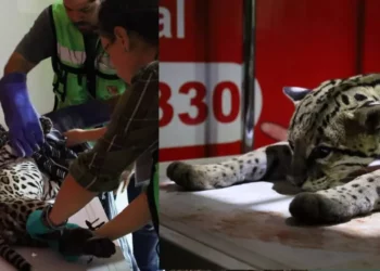 Ocelote atropellado en Oaxaca recibe atención tras sufrimiento y riesgo de muerte