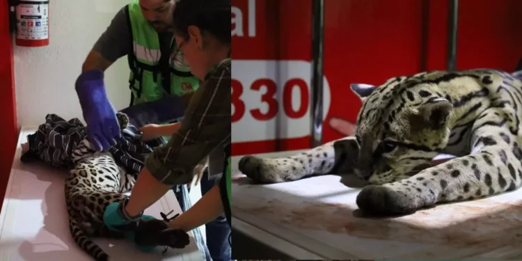 Ocelote atropellado en Oaxaca recibe atención tras sufrimiento y riesgo de muerte