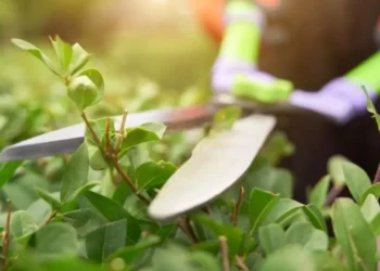 ¿Cómo lograr que tu jardín florezca al máximo esta primavera? Claves de la poda de rejuvenecimiento