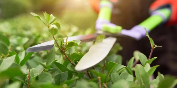 ¿Cómo lograr que tu jardín florezca al máximo esta primavera? Claves de la poda de rejuvenecimiento