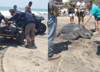 Rescatan tortuga laud de 300 kilos tras quedar varada en Tonameca