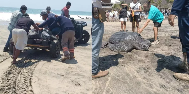 Rescatan tortuga laud de 300 kilos tras quedar varada en Tonameca