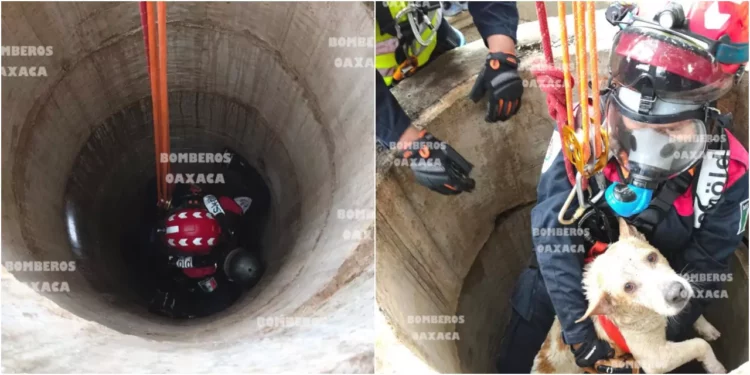 Fotos: Bomberos Oaxaca // Utilizando sistemas de cuerdas y poleas, bomberos lograron el ascenso seguro del perrito tras quedar atrapado a 25 metros de profundidad.