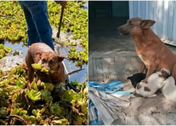 Beni dedicó sus últimos años a limpiar la presa de Yosocuta; hoy la comunidad exige castigo para quienes terminaron con su vida.