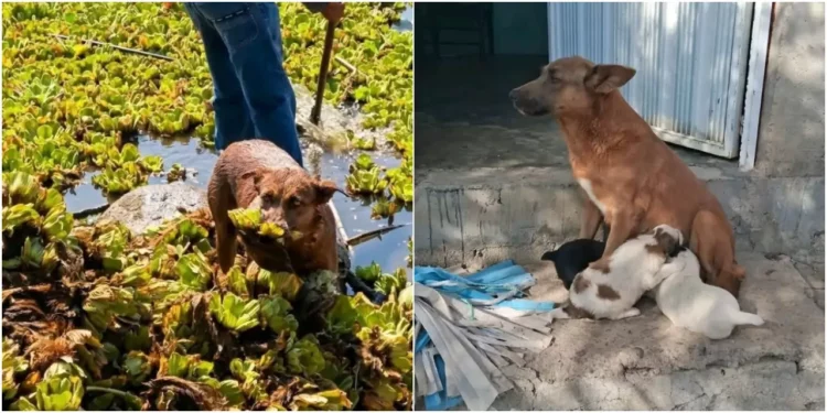Beni dedicó sus últimos años a limpiar la presa de Yosocuta; hoy la comunidad exige castigo para quienes terminaron con su vida.