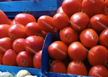 Foto: Lisbeth Mejía // El tomate rojo ha frenado el incremento en su precio luego de ser inalcanzable para consumidores.