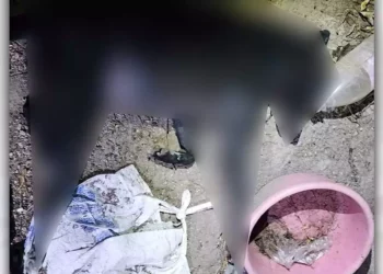 Se confirmó el hallazgo de varios canes sin vida, presuntamente asesinados mediante el uso de veneno.