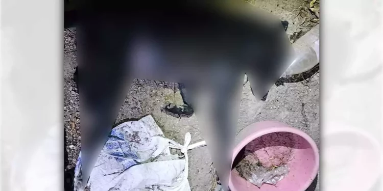 Se confirmó el hallazgo de varios canes sin vida, presuntamente asesinados mediante el uso de veneno.