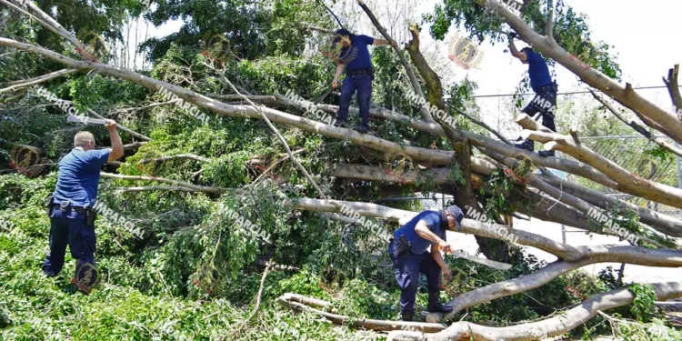 Foto: Adrián Gaytán // La caída de los gigantes añosos se ha convertido en severo riesgo para la ciudadanía.