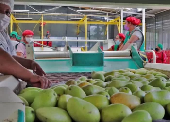 Foto: Senasica // Selección de mango para exportación en factorías oaxaqueñas.