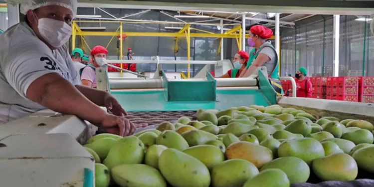 Foto: Senasica // Selección de mango para exportación en factorías oaxaqueñas.