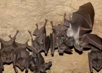 Tras casi nueve años de monitoreo y restauración comunitaria, la población del murciélago aumentó de 50 a más de 500 ejemplares.