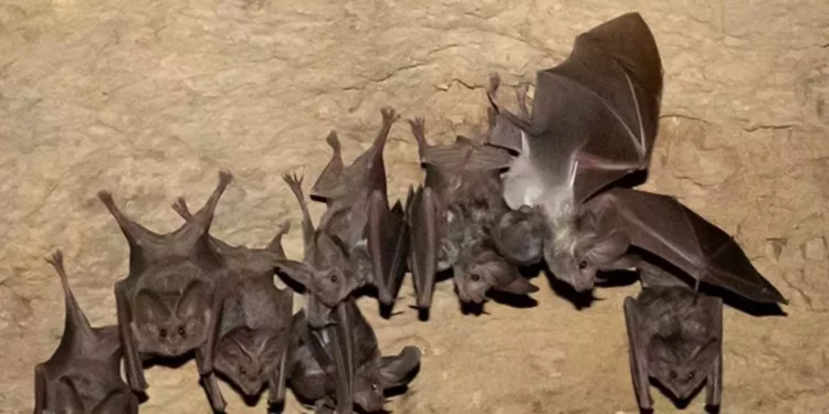 Tras casi nueve años de monitoreo y restauración comunitaria, la población del murciélago aumentó de 50 a más de 500 ejemplares.